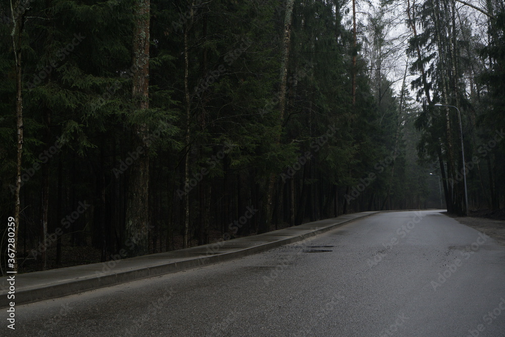 Fototapeta premium road in the woods