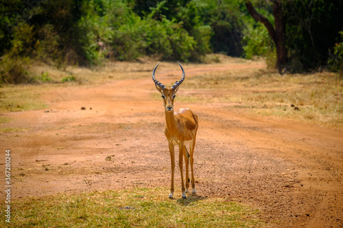 Impala in Akagera National Park  Rwanda
