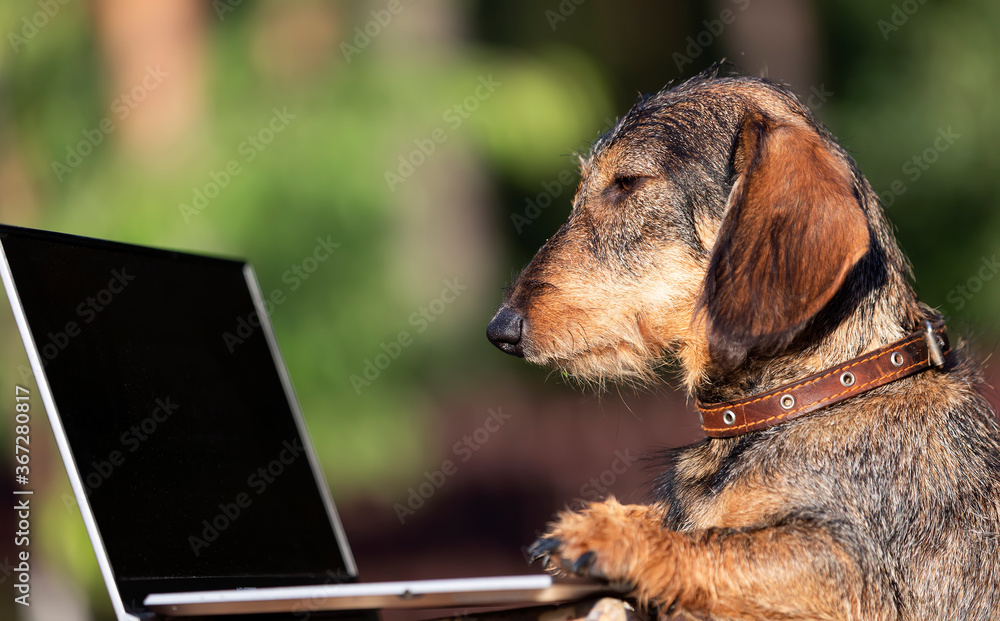 Dog, wire-haired dachshund with laptop