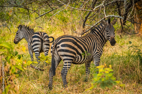 Burchall zebras in Akagera National Park  Rwanda