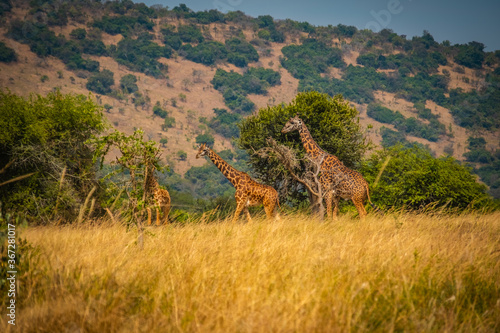 Canvas Print Masai Giraffes in Akagera National Park, Rwanda