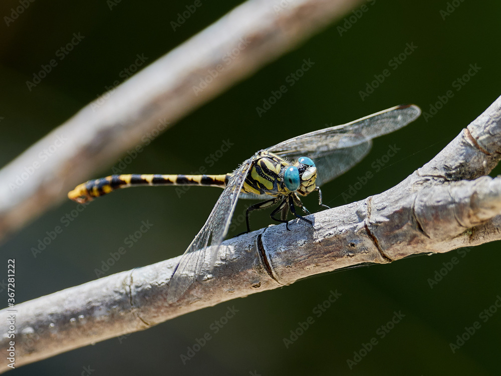 Dragonfly, Onychogomphus uncatus, perched on a branch near Bicorp, Spain Dragonfly, Onychogomphus uncatus, perched on a branch near Bicorp, Spain