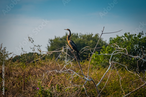 Heron by Ihema lake in Akagera National Park, Rwanda photo