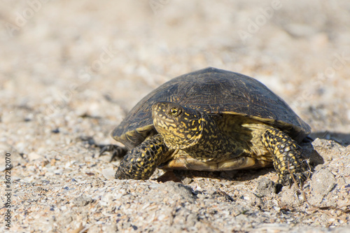 Closeup portrait of a turtle. Reptile crawling on the sand. Desert animals. Blurred background. Front view.