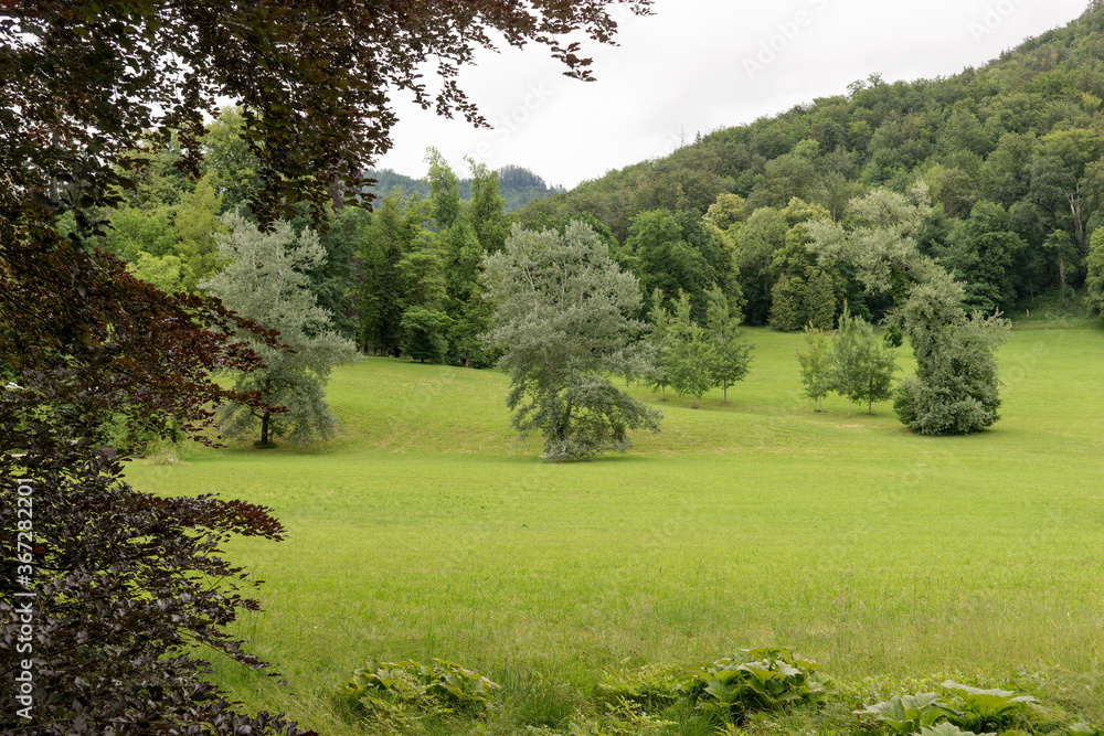 Park with lawn and trees. Natural background