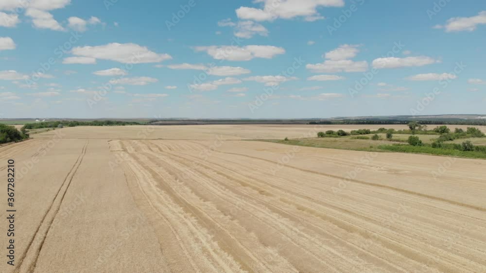Aerial view of chamfered golden wheat fields with blue sky and clouds. Drone moving along farmland with panoramic view. Top view of Agriculture scene Aerial view of chamfered golden wheat fields with blue sky and clouds. Drone moving along farmland with panoramic view. Top view of Agriculture scene