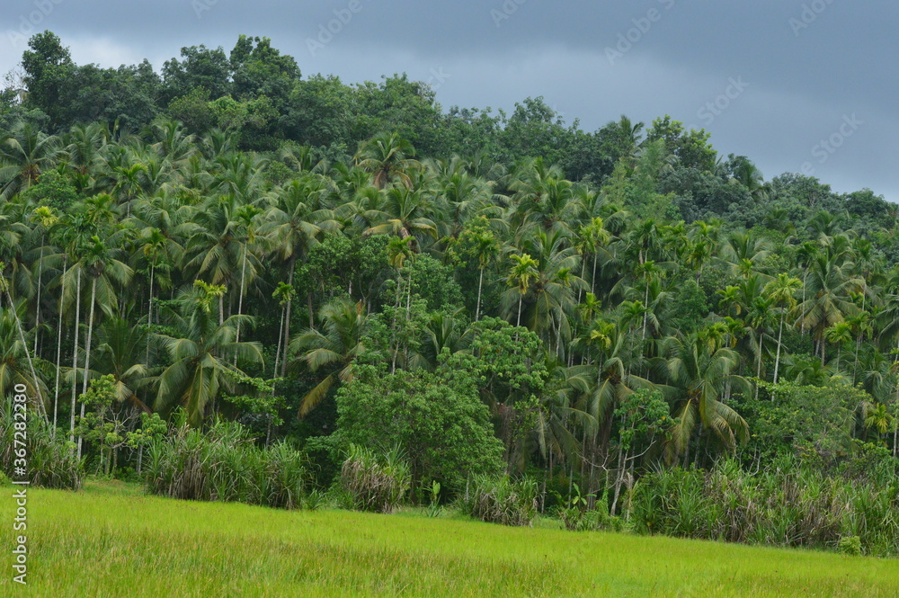 Paddy field and the coconut trees green beauty of tropical village Paddy field and the coconut trees green beauty of tropical village