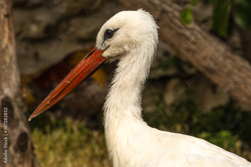 Fototapeta premium cigogne