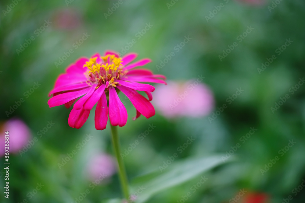 pink cosmos flower pink cosmos flower
