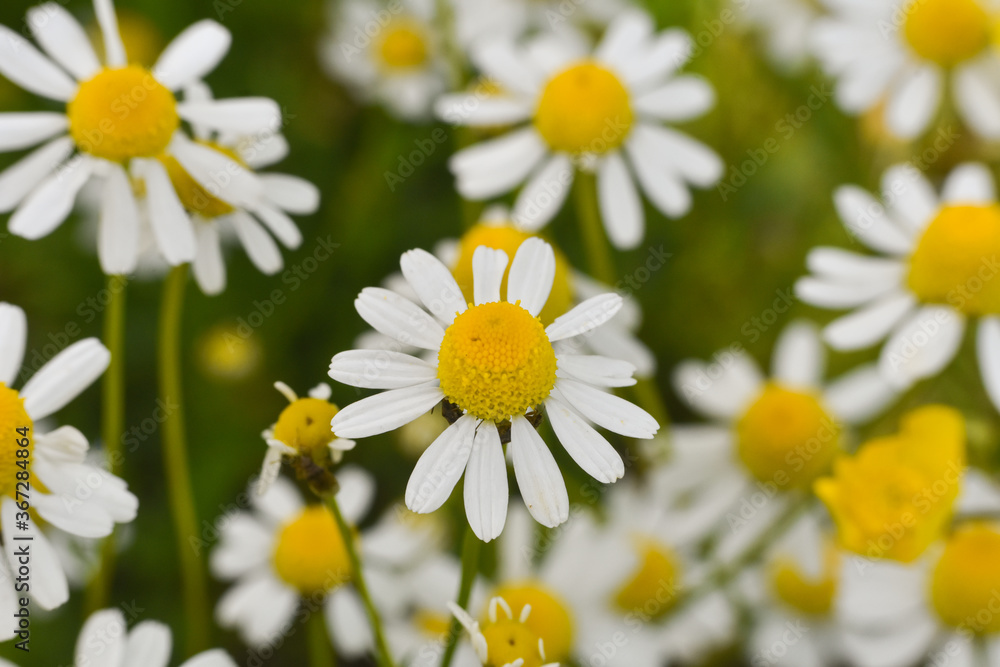 Chamomile. Chamomile field in bloom, Chamomile flowers on a meadow close -up Chamomile. Chamomile field in bloom, Chamomile flowers on a meadow close -up