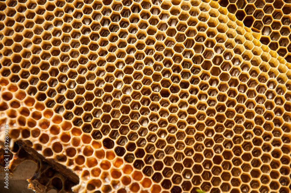Honeycombs with full cells of honey. Textured black and yellow honeycombs. Texture of bee wax honeycomb from beehive filled with dark buckwheat honey, top view Honeycombs with full cells of honey. Textured black and yellow honeycombs. Texture of bee wax honeycomb from beehive filled with dark buckwheat honey, top view