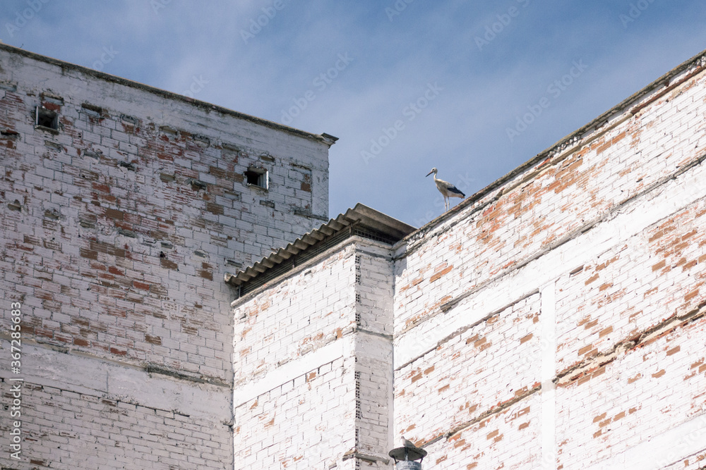 Rural scene of storks perched on the ledge of an old building with a nice blue sky