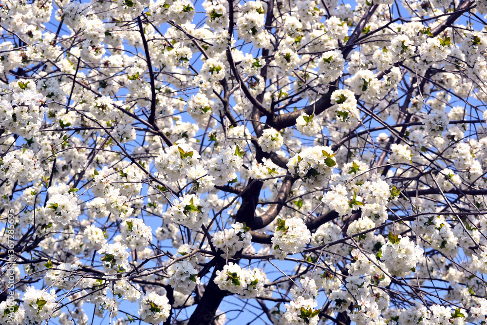Spring border or background art with white blossom. Beautiful nature scene with blooming tree and sun flare Spring border or background art with white blossom. Beautiful nature scene with blooming tree and sun flare