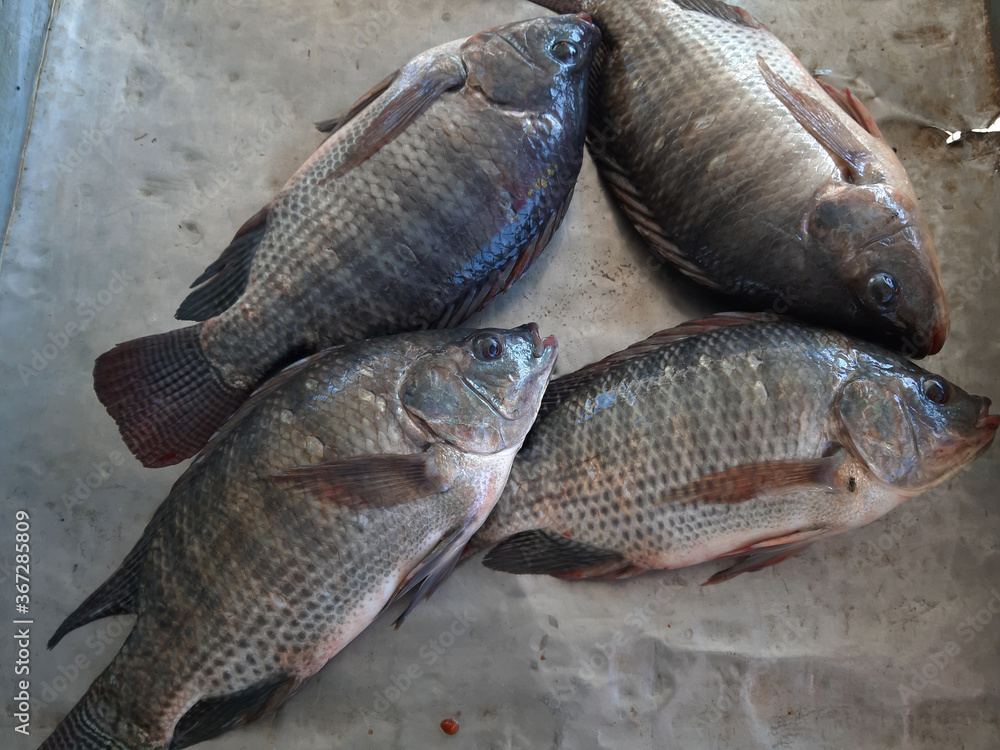 Fish fillets are used for cooking Fish fillets are used for cooking