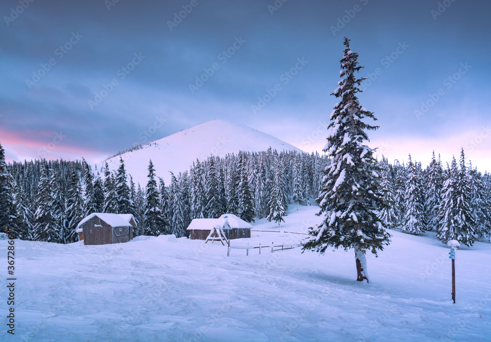 Morning valley with snow covered fir trees