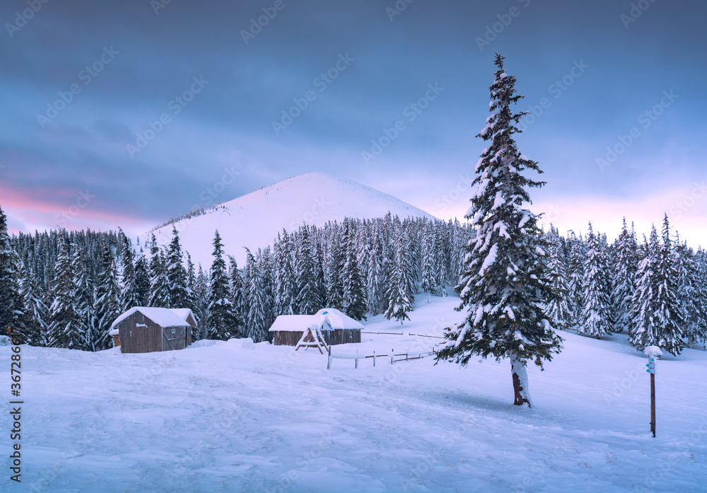 Morning valley with snow covered fir trees Morning valley with snow covered fir trees