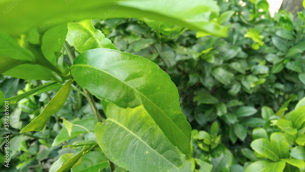 Obraz premium beautiful fresh green leaves background for web design or printing cover