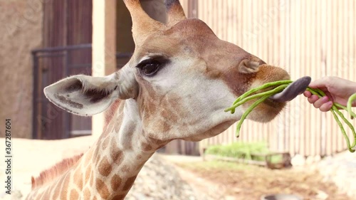 Close-up of young african giraffe feeding, eating green french beans by tongue in safari park. Funny chewing giraffe. Giraffe feeding by man hand. Wildlife nature concept. High quality 4k footage.