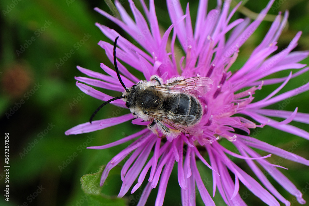 Sand bee on purple blossom and green background - Stockphoto Sand bee on purple blossom and green background - Stockphoto