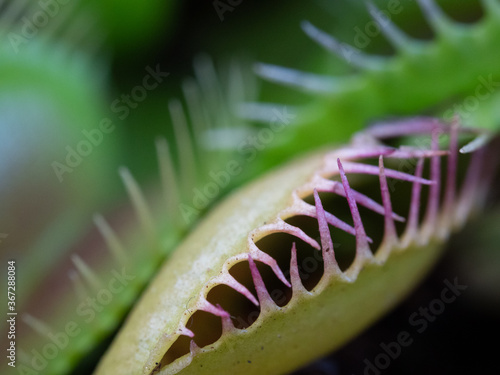 Carniverous Venus Fly Trap In Macro photo