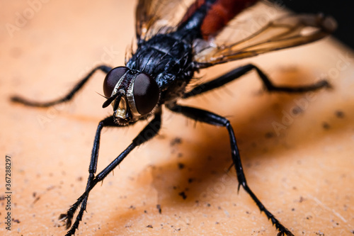 Portrait of a fly © Björn Bartsch