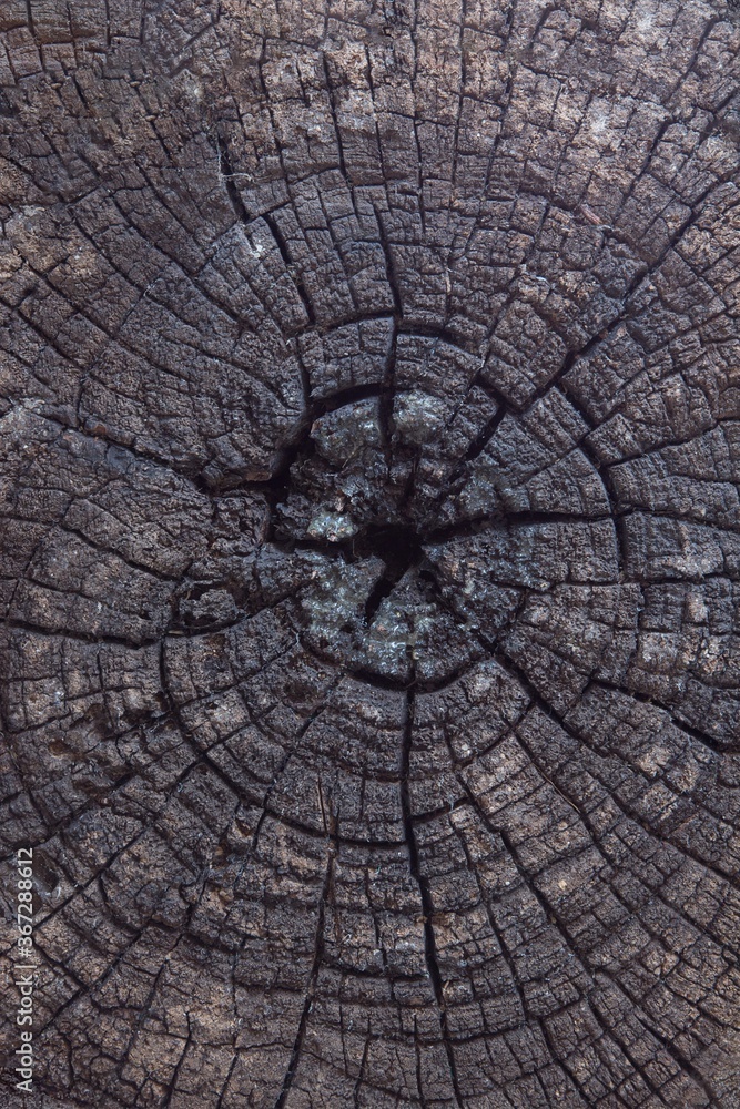 Cross-section of the trunk with tree rings. Tree growth rings. Wood texture background.