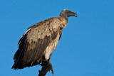 White-backed vulture in tree