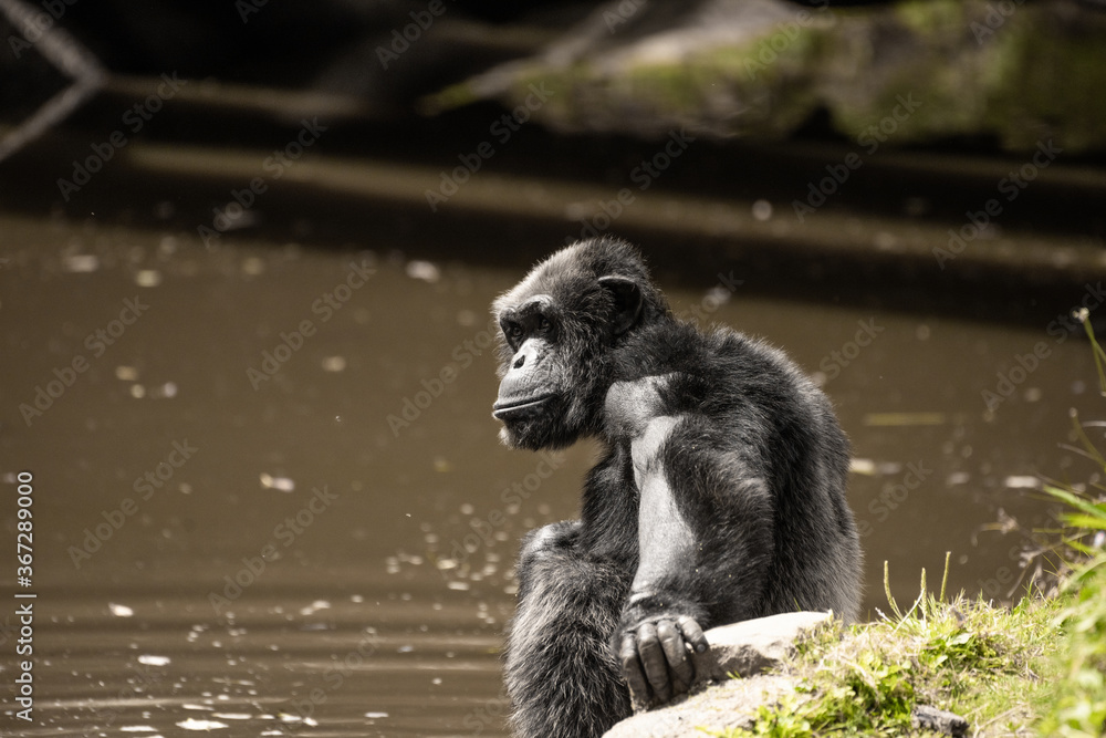 Naklejka premium Chimpanzé