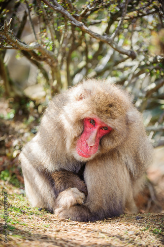 A Japanese macaque sitting crouched in Iwatayama monkey park, Kyoto, Japan. © Eunkyung