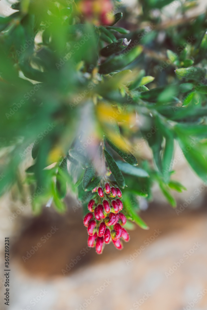 native Australian red grevillea plant outdoor in a sunny backyard native Australian red grevillea plant outdoor in a sunny backyard