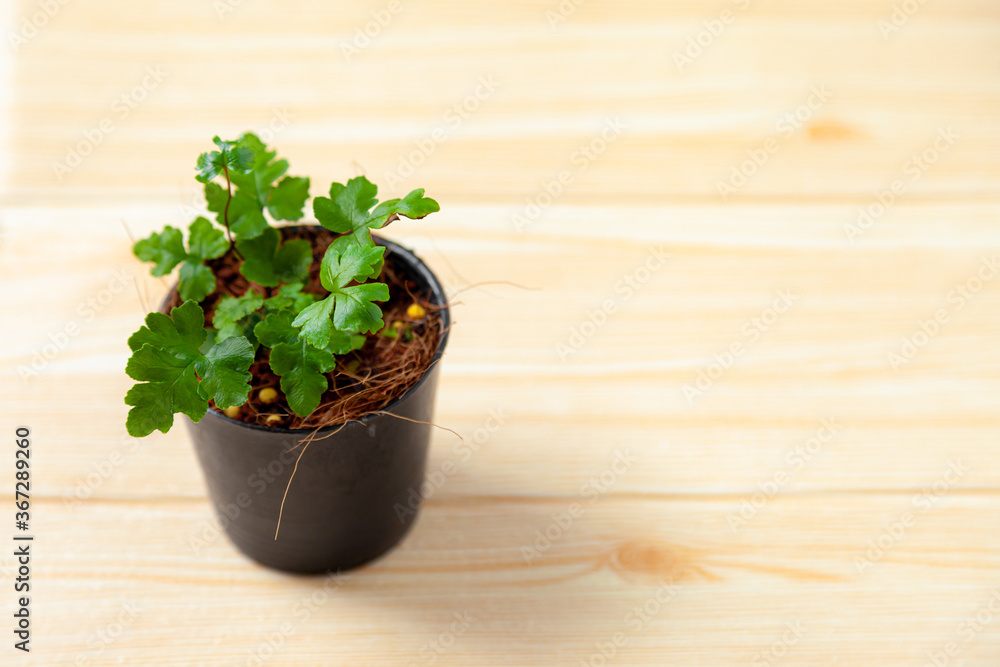 Growing tree with Plant Pots on the table . Hand watering Plant Pots to take care of plants . Home gardening Growing tree with Plant Pots on the table . Hand watering Plant Pots to take care of plants . Home gardening