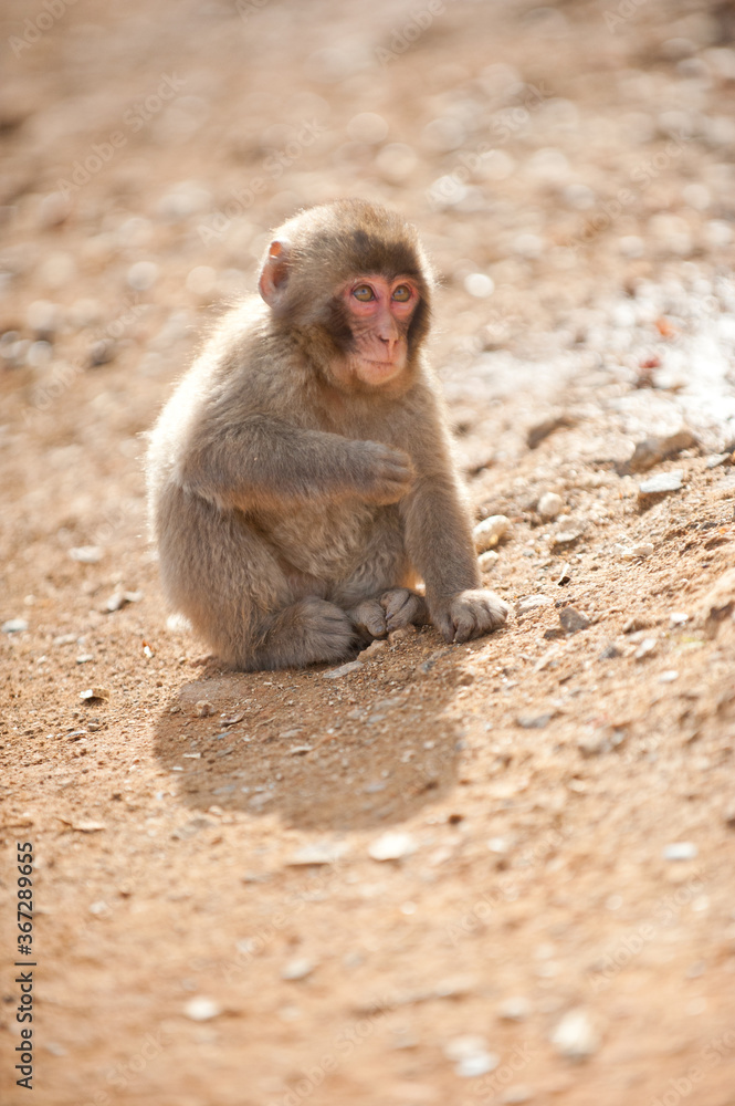 Young wild Japanese monkey in Iwatayama monkey park, Kyoto, Japan. Young wild Japanese monkey in Iwatayama monkey park, Kyoto, Japan.