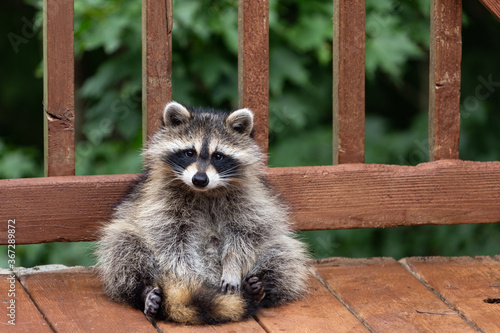 Baby raccoon sitting on deck.