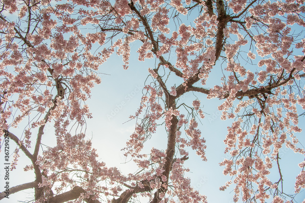 Part of the giant weeping cherry tree in Nara, Japan. Part of the giant weeping cherry tree in Nara, Japan.