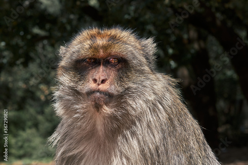 El macaco de Berbería, Macaca sylvanus, mono de Gibraltar y mona rabona. Viaje a Marruecos