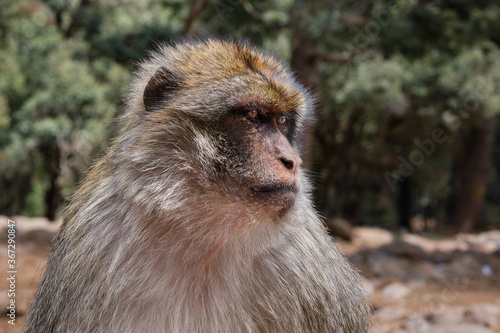 Foto El macaco de Berbería, Macaca sylvanus, mono de Gibraltar y mona rabona