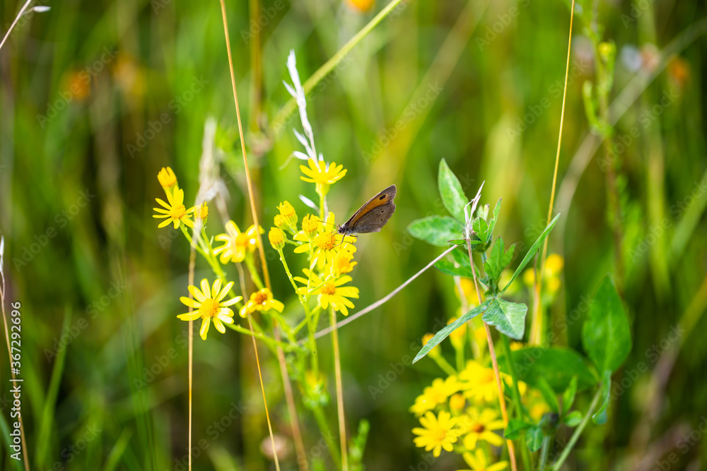 Schmetterling auf Wildblume, Wildblumenfeld Schmetterling auf Wildblume, Wildblumenfeld
