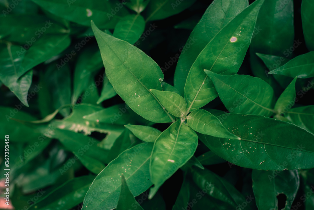 Fototapeta premium The background from the various foliage that is green in the afternoon