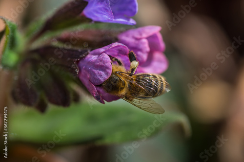 bee on a blossom of lungwort