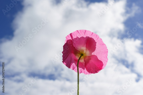 Underneath a bright pink Poppy pointing at white clouds and blue sky.