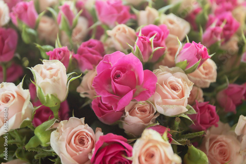 Holiday flowers as a gift for Valentine s Day-beautiful small delicate pink and beige roses