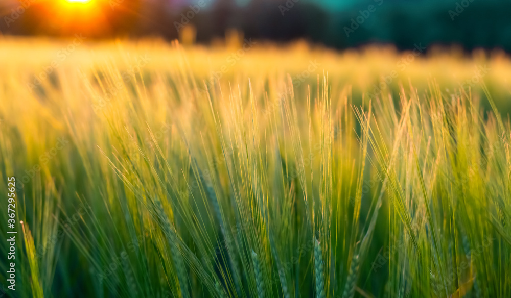 Obraz premium Weizen Feld