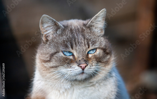 Foto blue-eyed tabby cat with a funny facial expression