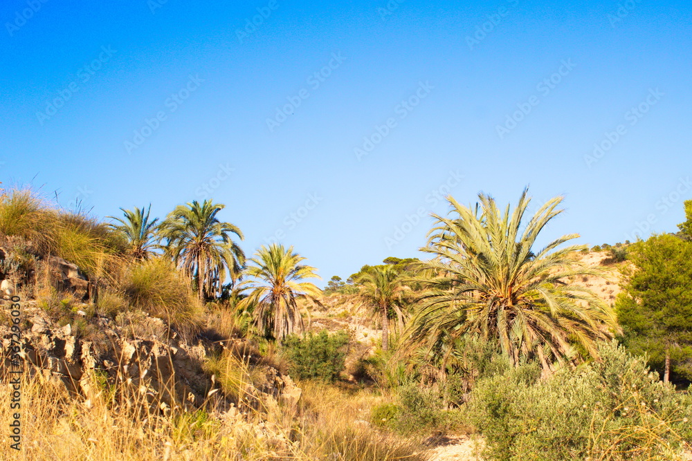 Idyllic palm field in a tropical setting