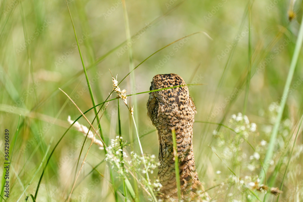 A pheasant bird head, stands on a meadow in the middle of field flowers and grass. Seen from behind A pheasant bird head, stands on a meadow in the middle of field flowers and grass. Seen from behind