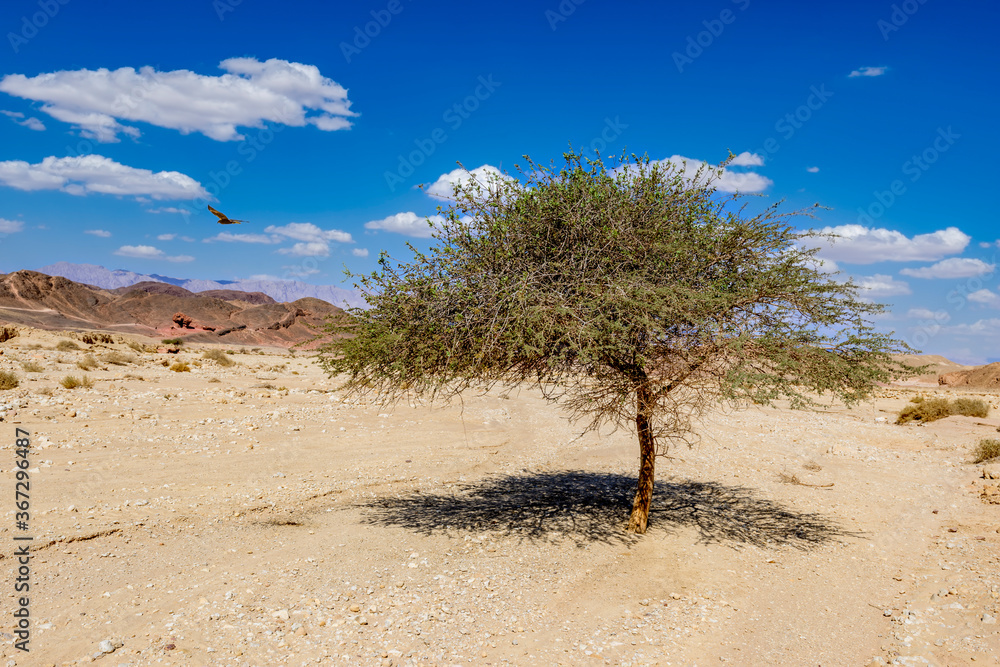 Lonely tree in stone desert of Timna geological park, Israel