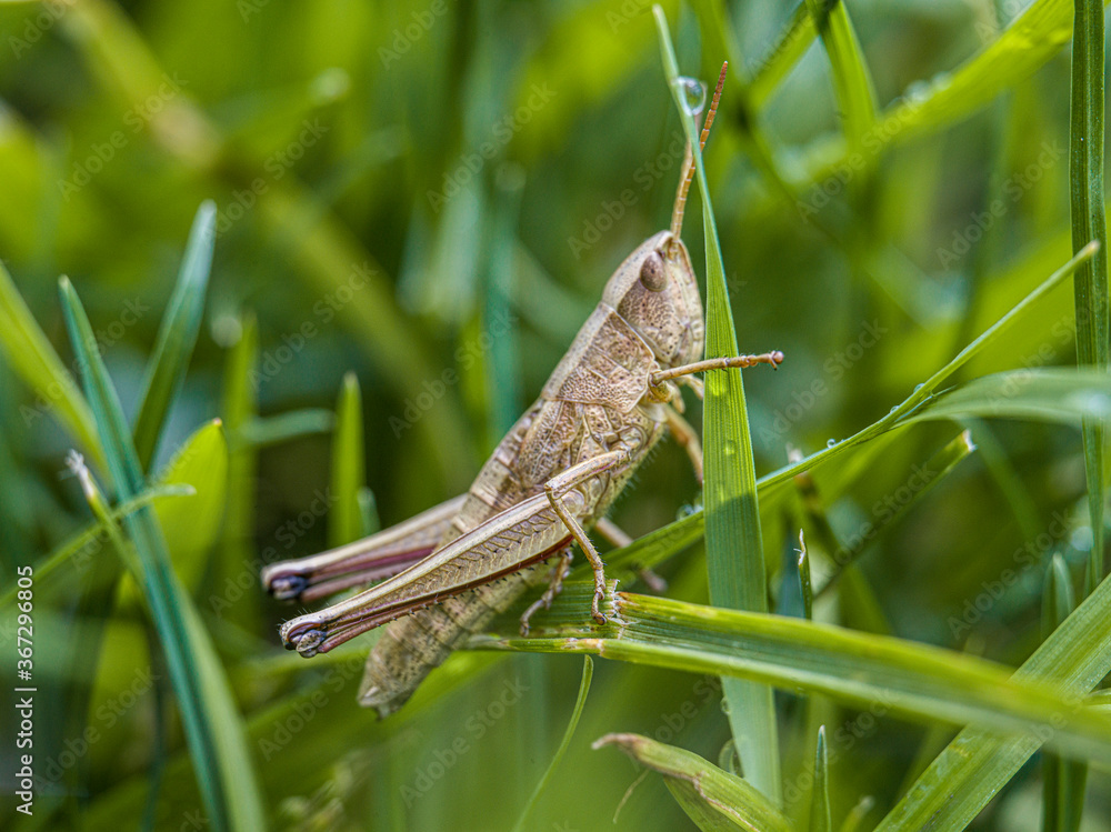 close-up detail macro shot of a grasshopper close-up detail macro shot of a grasshopper
