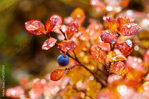 Blueberry (Vaccinium uliginosum) berry and leaves. Dew on the colorful autumn foliage of bog blueberries. Tundra plants. Wild northern berries in the Arctic. Shallow depth of field. Blurred background © Andrei Stepanov