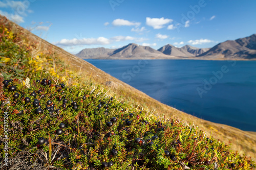 Arctic landscape. Black crowberry (Empetrum nigrum) berry on the hillside. View of the bay and mountains. Tundra plants. Wild northern berries of the polar region. Nature of Chukotka and Siberia. photo