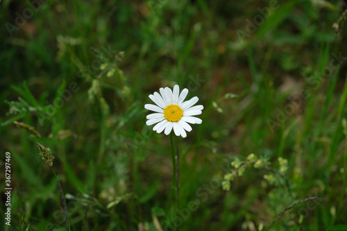 A high angle shot of a daisy in natural surroundings - Stockphoto 
